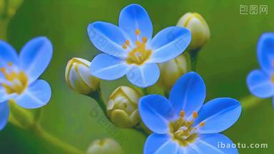 蓝色花盛开视频